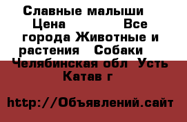 Славные малыши! › Цена ­ 10 000 - Все города Животные и растения » Собаки   . Челябинская обл.,Усть-Катав г.